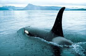 orca