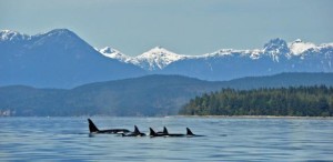 orcas